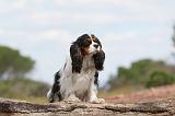 CAVALIER KING CHARLES 149